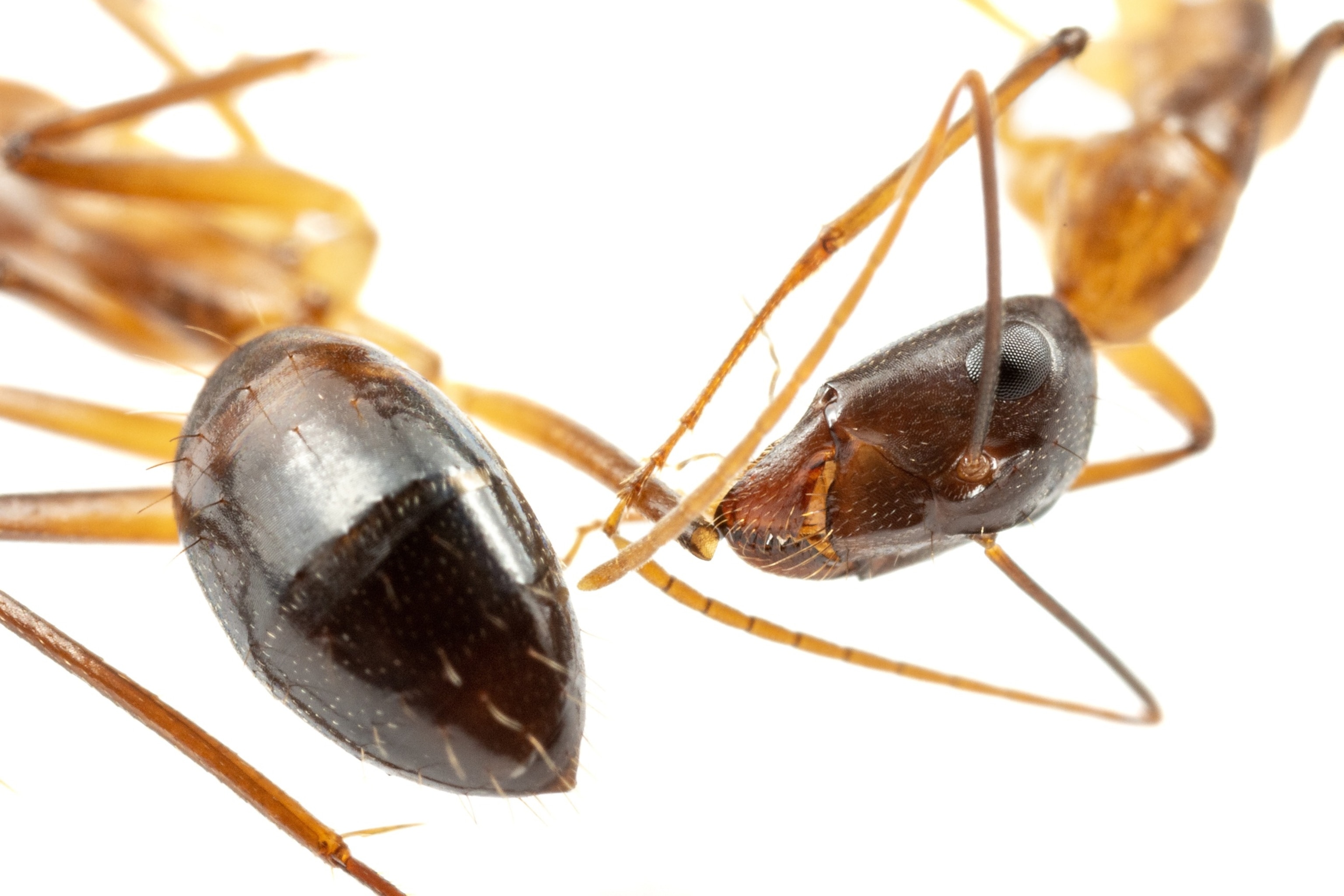 PHOTO: Close-up of ant nibbling on the leg of injured ant.