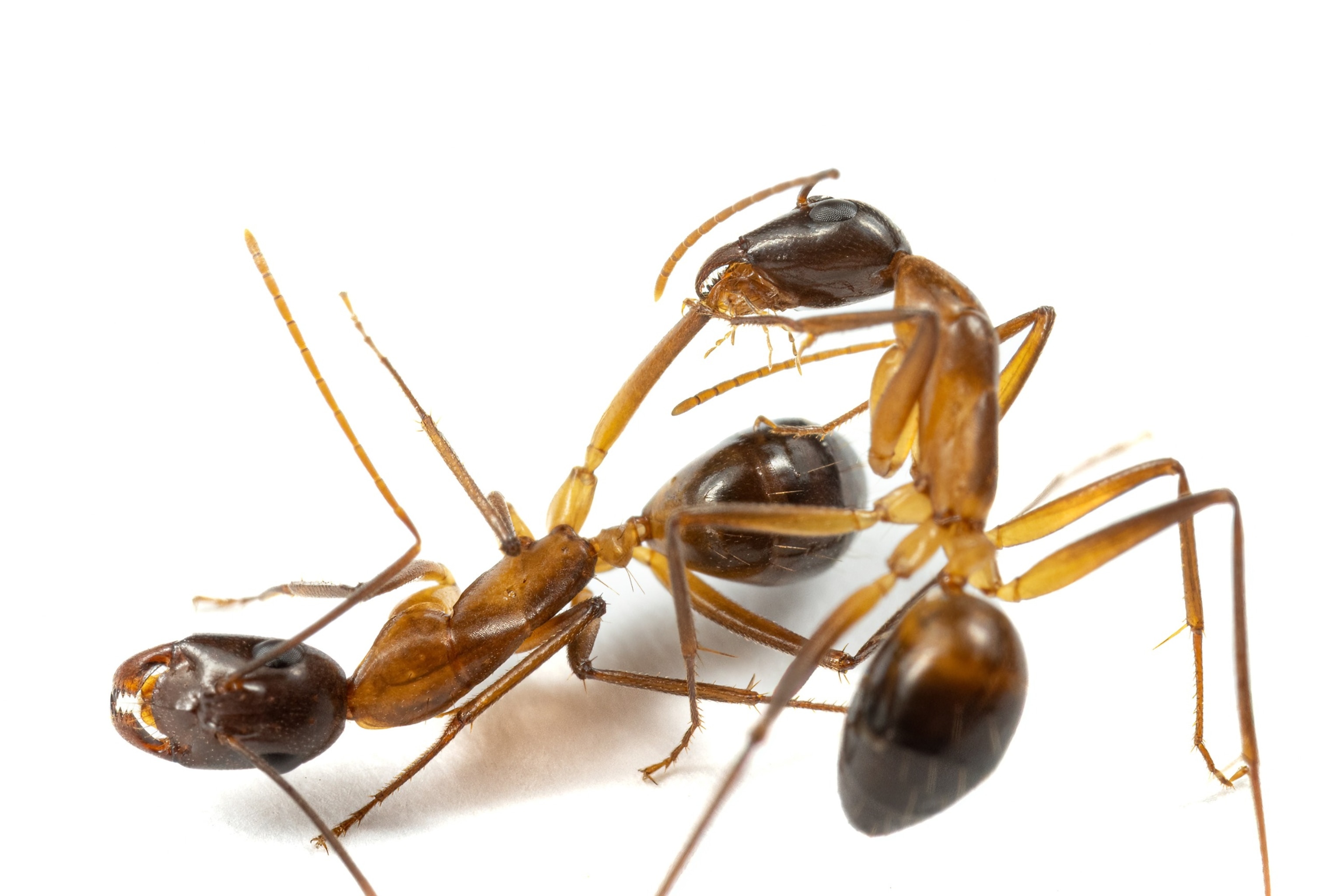 PHOTO: Wide shot of an ant amputating an injured ant's leg.