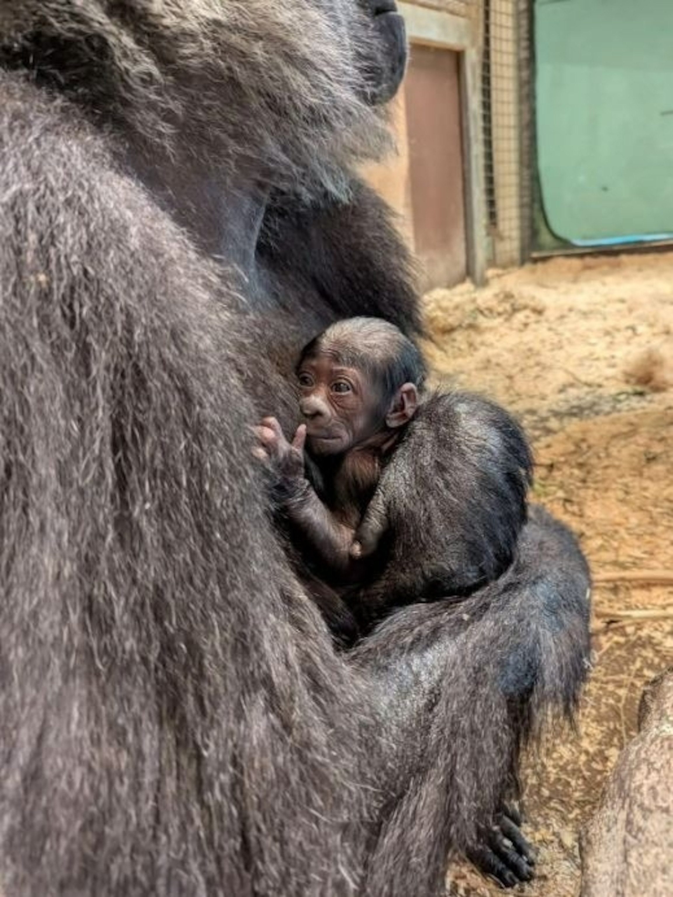 PHOTO: The Columbus Zoo has welcomed the birth of a critically-endangered western lowland baby gorilla, according to zoo officials.  