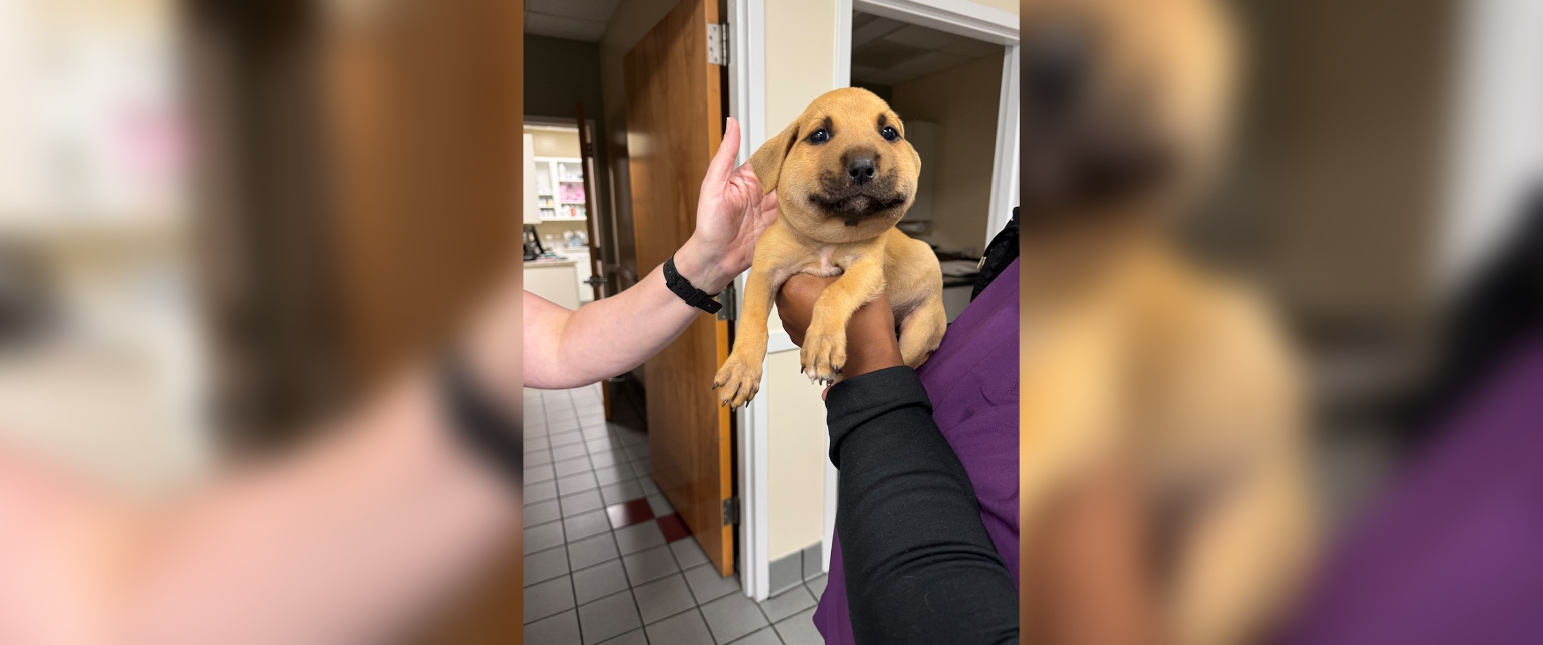 PHOTO: Clouds, the puppy got stung by a hornet causing its face to swell almost twice its size.